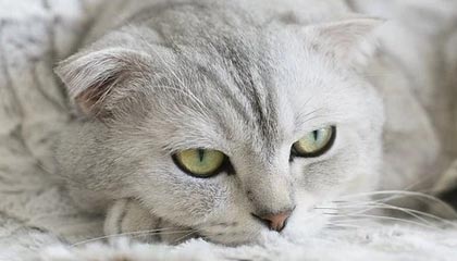 开云平台-猛龙爆冷击退黄蜂，库兹马巧妙助攻引爆全场热议