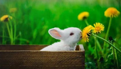 开云体育中国-猛龙轻取勇士，利拉德打破历史纪录：一场令人振奋的篮球盛宴